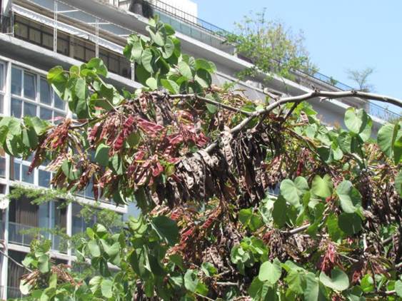 Descripción: D:\flores x genero\Ornamentales varias\Ornamentales\flora ornamental\Cercis siliquastrum (1).JPG